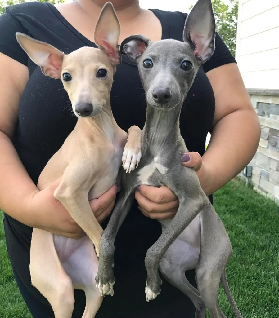 The Reuben Family